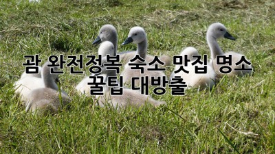 🌴 괌 완전정복! 숙소, 맛집, 명소 & 꿀팁 대방출 🏖️